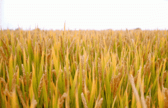 稻谷飘香迎有年|壹定发生产基地奏响丰收乐章